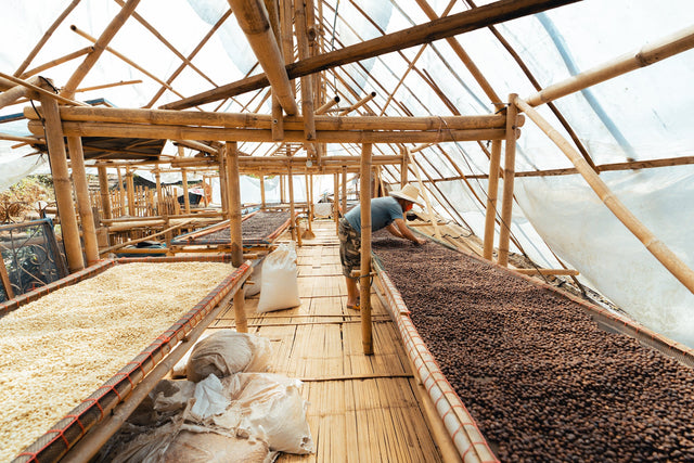 Honduras SHG EP, 1kg, grønne kaffebønner