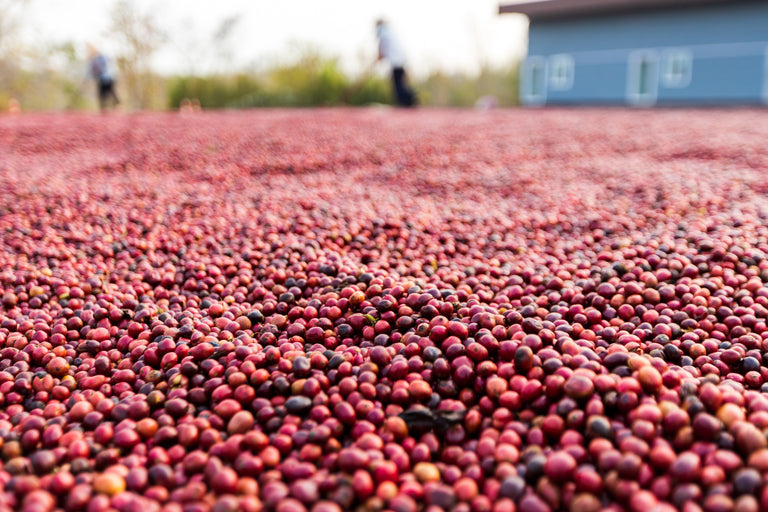 Etiopien, Sidamo, Nensebo, Gr. 1, grønne kaffebønner, 1kg