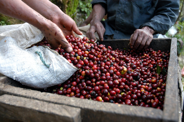 El Salvador,  SHG, grønne kaffebønner, 1kg